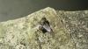 Pollenia sp.